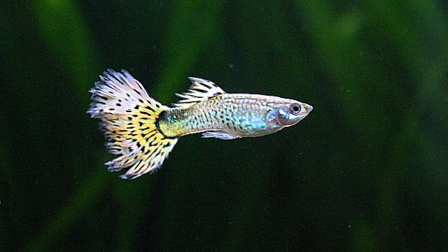 Smart Female Guppies Don’t Wind Up With Losers