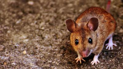 Mice Have Been Mooching Off Humans For An Astounding 15,000 Years