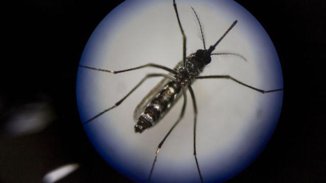 Houston Is The Next Battleground In The GMO Mosquito War