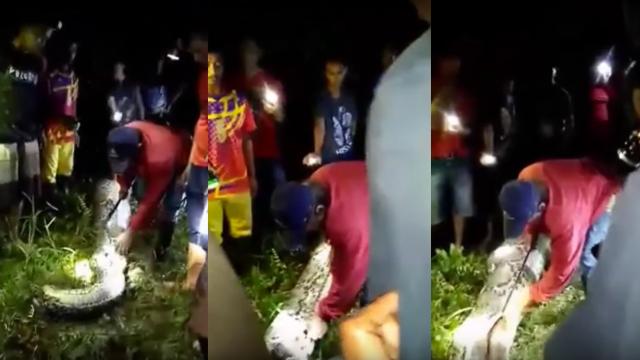 Villagers Find Missing Man’s Corpse In Belly Of Enormous Snake