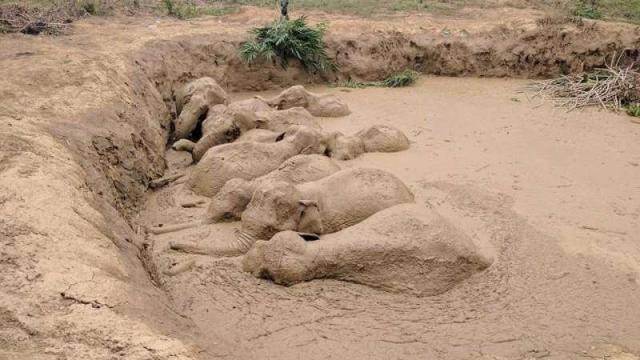 Elephant Herd Rescued After Harrowing Ordeal In Mud Trap