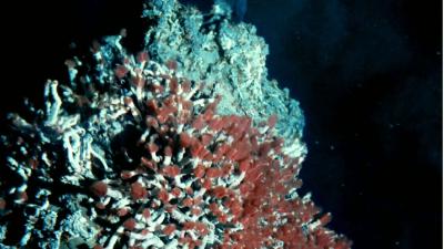 The Hunt For Undiscovered Drugs At The Bottom Of The Sea