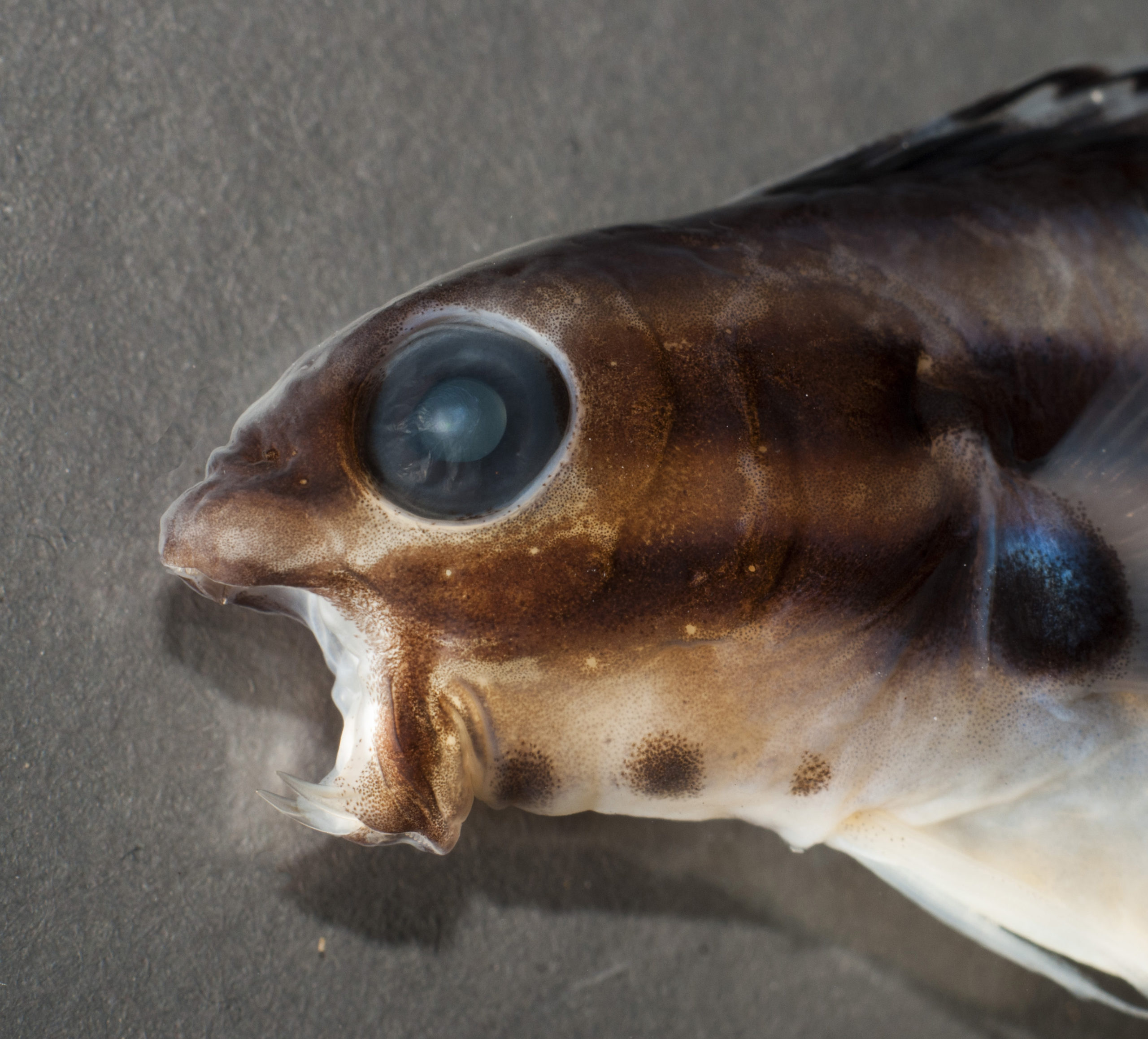 These Fish Inject Predators With Opioid Venom And That Isn’t Even The Coolest Part