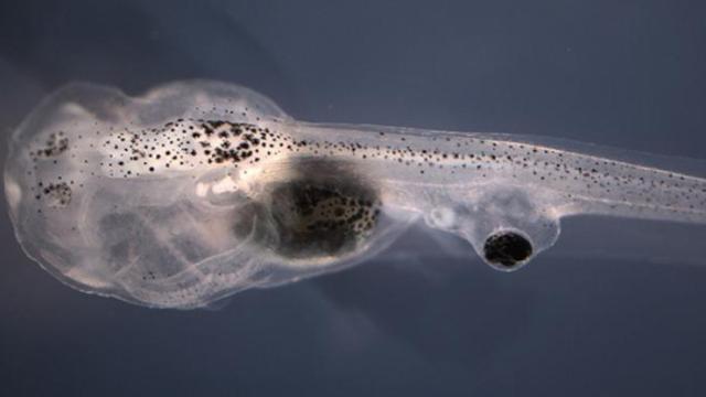 Freaky Experiment Allows Tadpoles To See Out Of Eyes Implanted On Their Tails