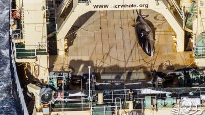 Japanese Fleet Slaughters 333 Whales In The Name Of ‘Science’