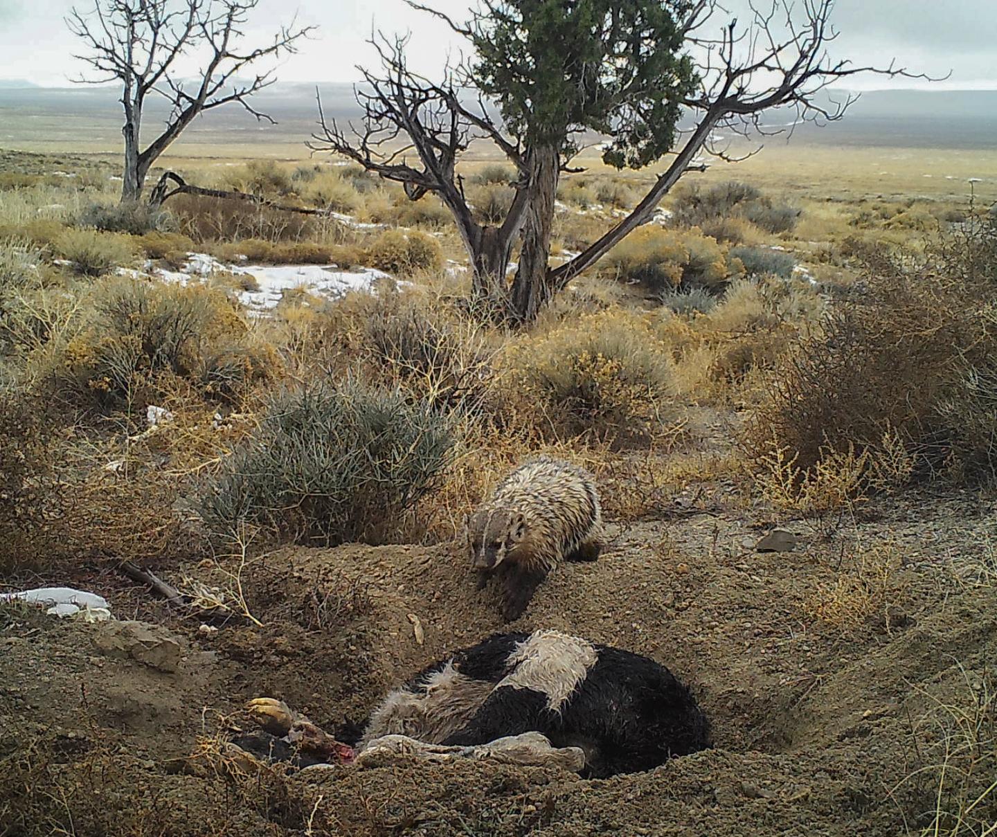 Watch This Industrious Badger Bury An Entire Cow By Itself