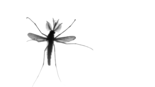 Scientists Find That Mosquito Flight Is Unlike Anything Else