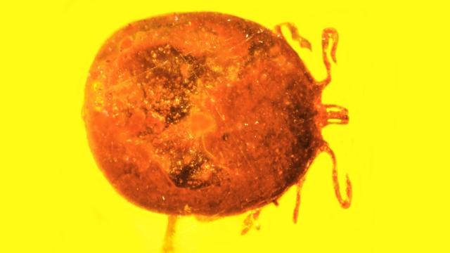 This New Amber Discovery Is Like The Start Of Jurassic Park But With Ancient Monkeys