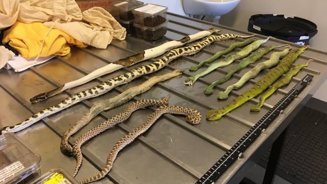 Idiots Try To Ship Venomous Snakes And Spiders To Australia, As If It Needed More