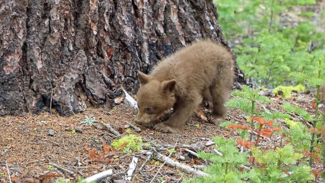 Yosemite National Park To Offer Peep Show For Bear Fans