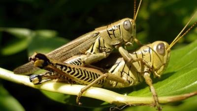 Scientists Froze Some Grasshoppers Mid-Bang To Study Their Genitals