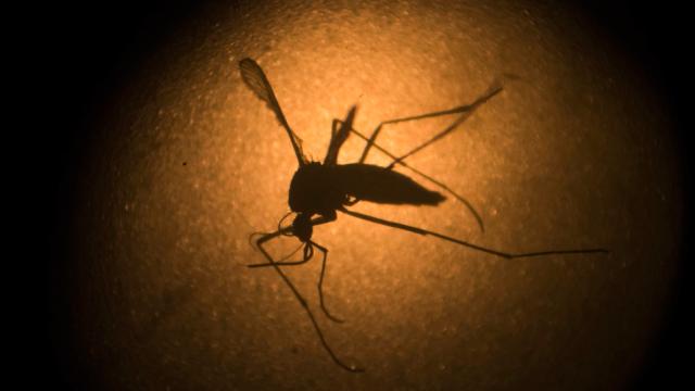 10 Per Cent Of Pregnant US Women With Zika Had A Fetus Or Baby With Birth Defects