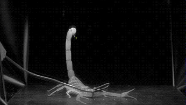 The World’s Deadliest Scorpion Strike Is Even More Terrifying In Super Slow Motion
