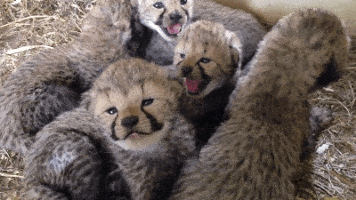 These Cheetah Babies Are Trying To Chirp