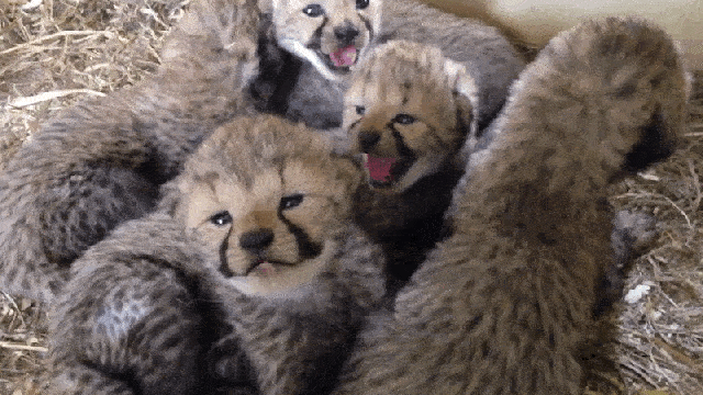These Cheetah Babies Are Trying To Chirp