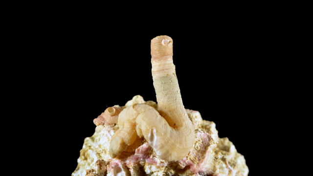 This New Species Of Worm Snail Is Basically A Penis