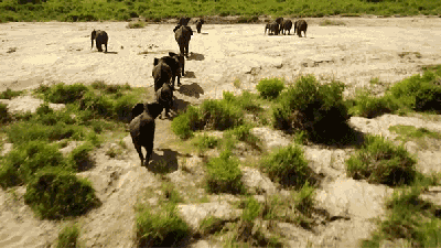 This Stunning Drone Footage Of South Africa Looks Like A Real Life Lion King