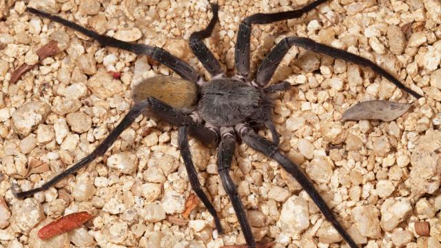 This New Mexican Cave Spider Is Ridiculous