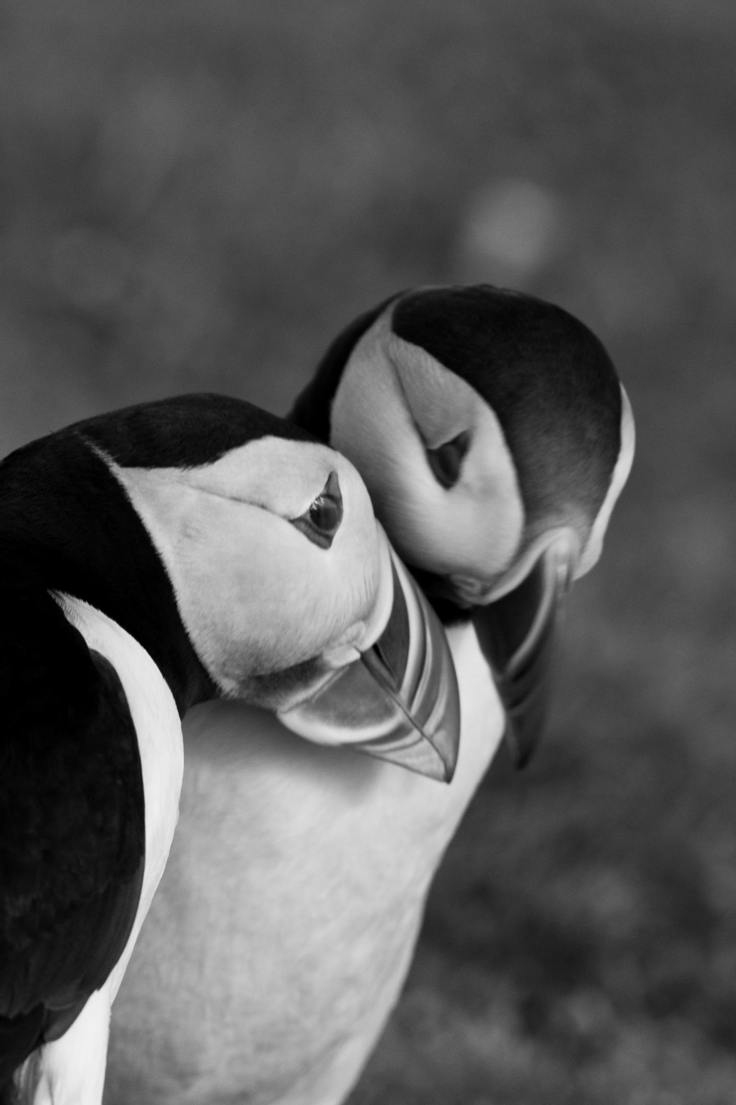 Lady Puffins Basically Holding Everything Together In Puffin Marriages