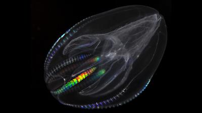 Your Most Distant Animal Relative Is Probably This Tiny Jelly