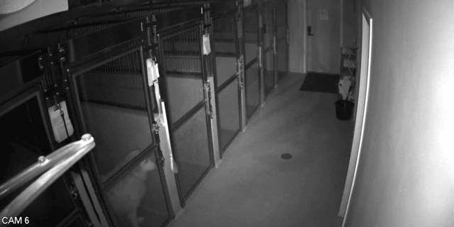 Dog’s Smooth As Hell Jailbreak Captured On CCTV Cameras