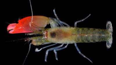 Newly Discovered Chill Dad Prawn Gets Best Name Ever