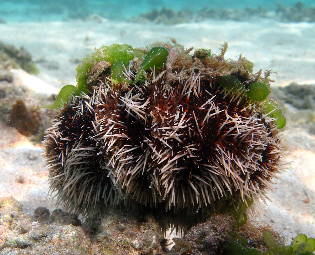 Australian Scientists Have Discovered Sea Urchins’ Terrifying Self-Defence Strategy