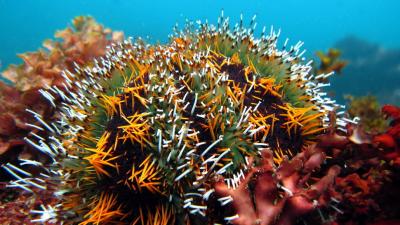 Australian Scientists Have Discovered Sea Urchins’ Terrifying Self-Defence Strategy