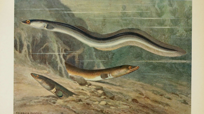 Drama Over How Eels Navigate Highlights Problems In Science Publishing