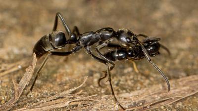Soldier Ants Come To The Rescue Of Wounded Comrades