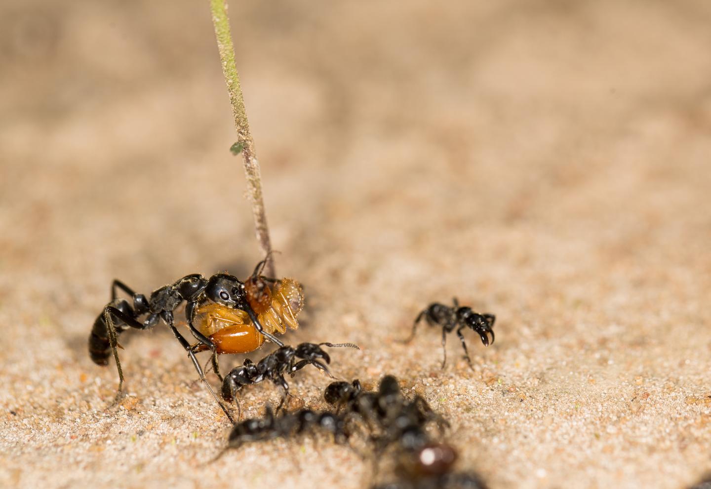 Soldier Ants Come To The Rescue Of Wounded Comrades