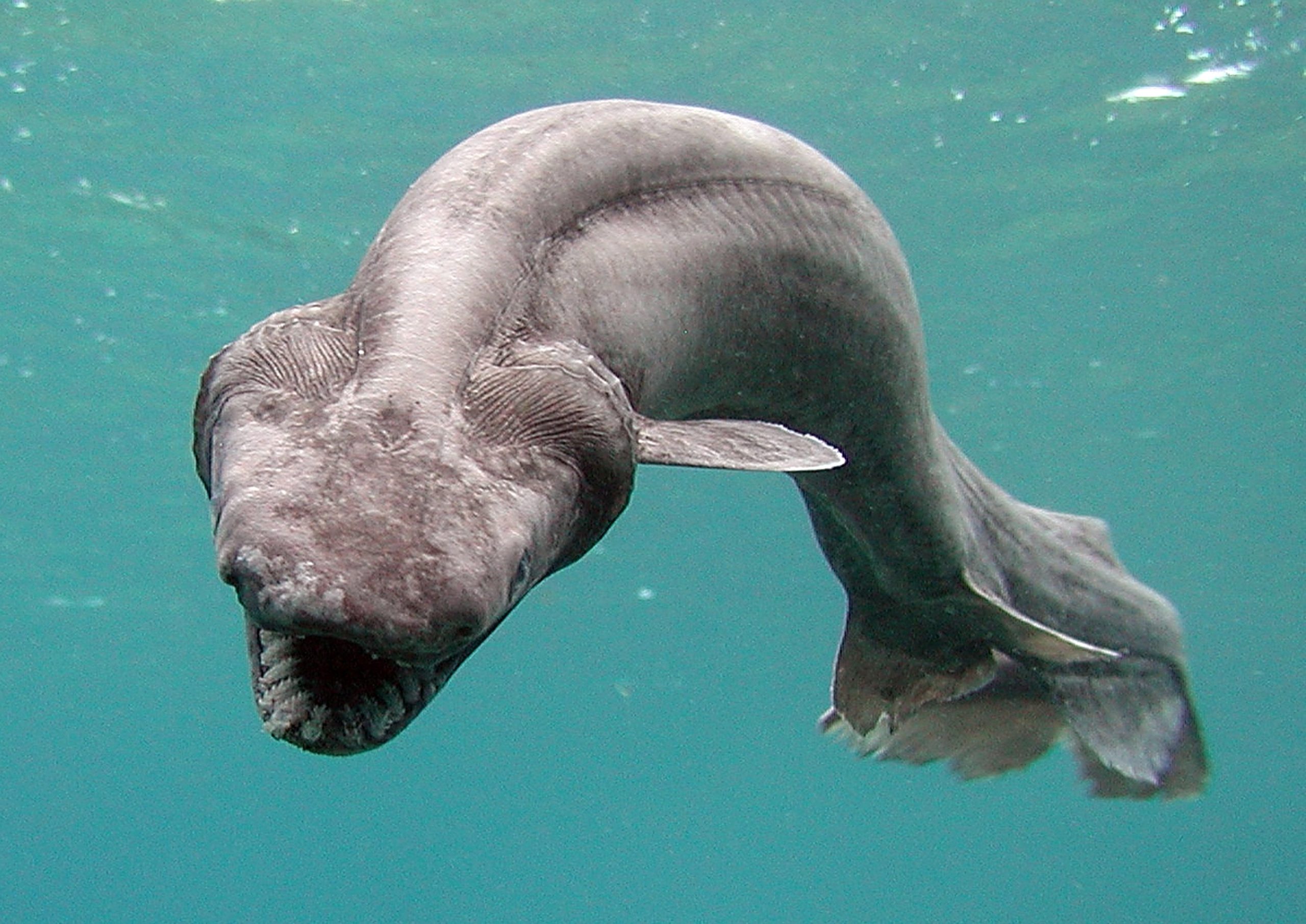Ten Horrifying Deep Sea Creatures, Ranked