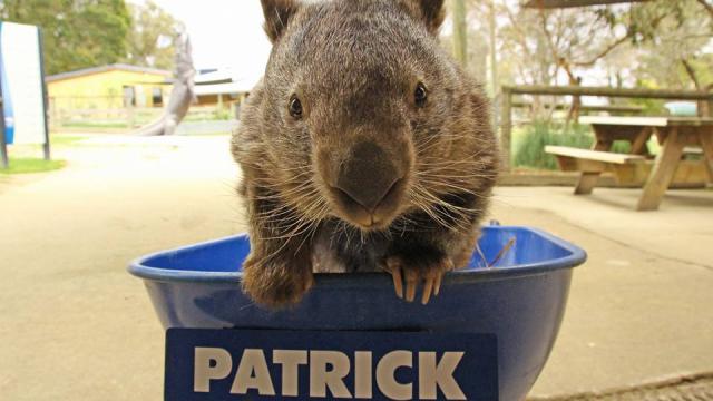 Facebook Fans Mourn The Death Of Patrick The Wombat