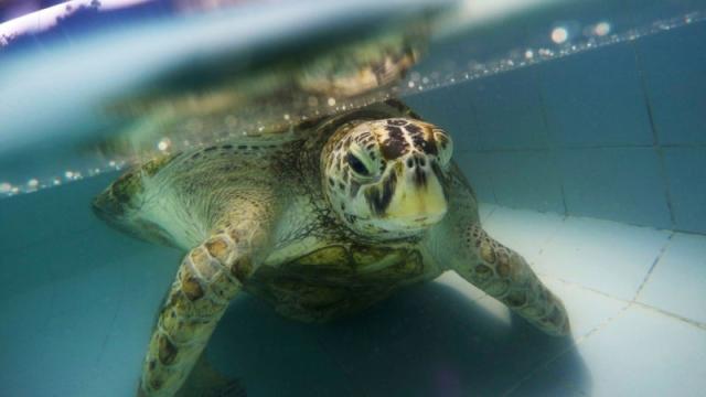 The Sea Turtle That Ate 915 Coins Did Not Die In Vain