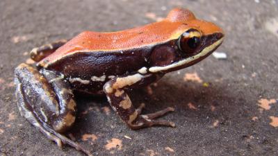 Frog Slime Could Prevent The Next Pandemic