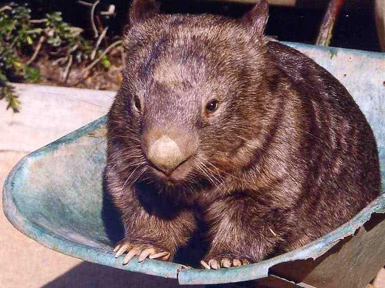 Facebook Fans Mourn The Death Of Patrick The Wombat