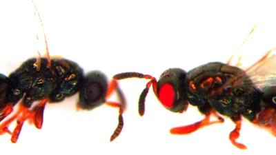 Scientists Are Making Horrible Red-Eye Mutant Wasps Because Why The Hell Not