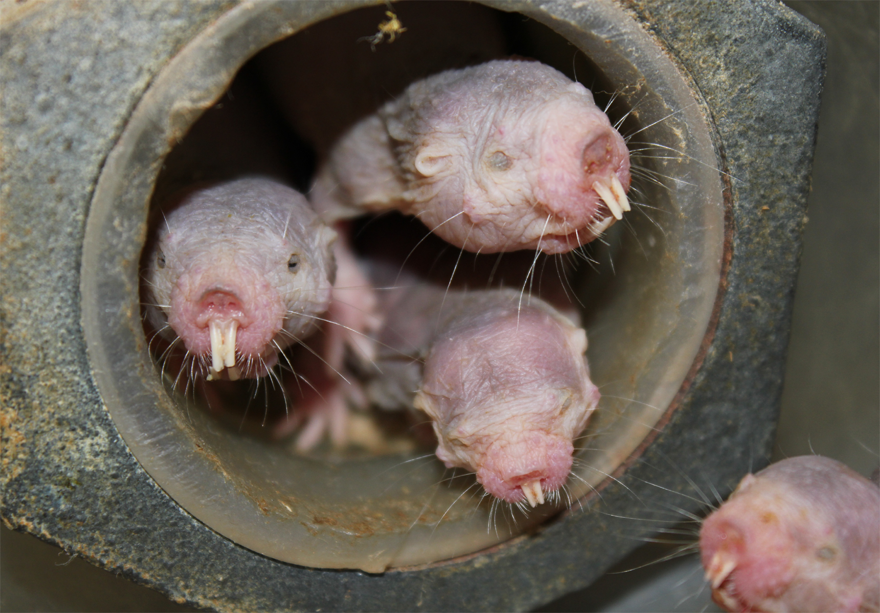 Here’s How Naked Mole Rats Can Survive 18 Minutes Without Oxygen