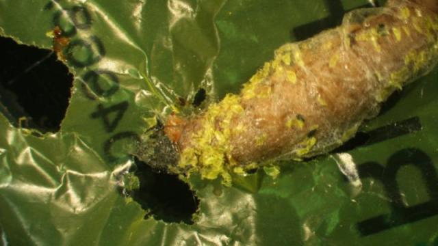 This Caterpillar Can Eat Plastic Shopping Bags