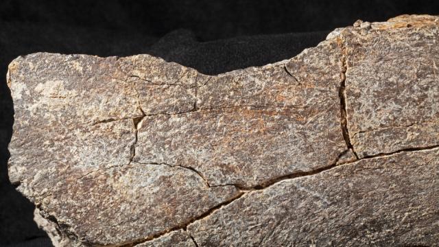 Controversial Study Makes A Staggering Claim About When The First Humans Settled North America