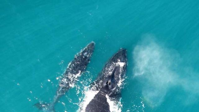 Baby Humpback Whales Whisper To Their Mums Because The Ocean Is Terrifying