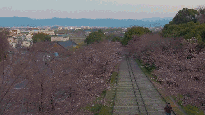Watch Cherry Blossoms Suddenly Explode Into Life In This Stunning Timelapse Footage