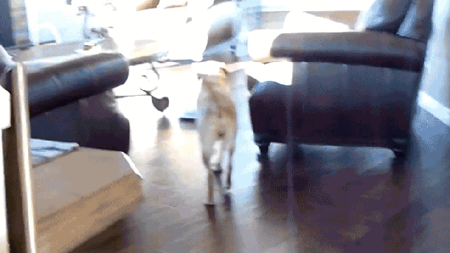 Genius Vacuum-Hating Dog Figured Out How To Turn Off Its Owner’s Roomba