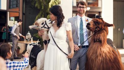 Should You Bring A Llama To Your Wedding?