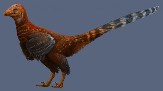 This New Dinosaur Looked An Awful Lot Like A Chicken