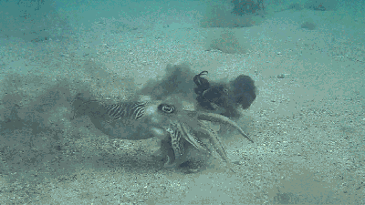 This Video Of Cuttlefish Trying To Bang Will Scar You For Life