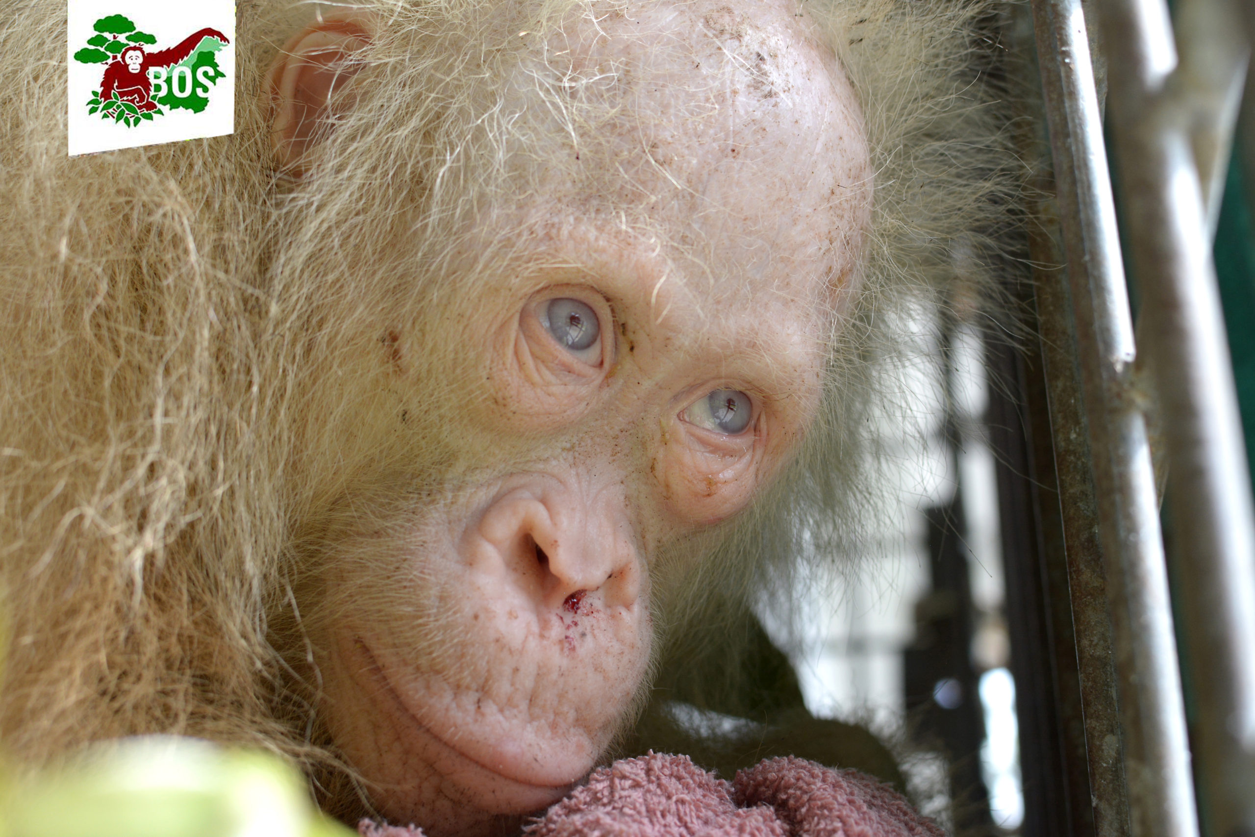 Stunning Blue-Eyed Albino Orangutan Rescued From Captors