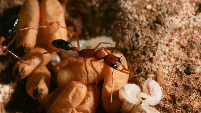 These Ants Do A Lion King-Like Ritual But With Chemicals