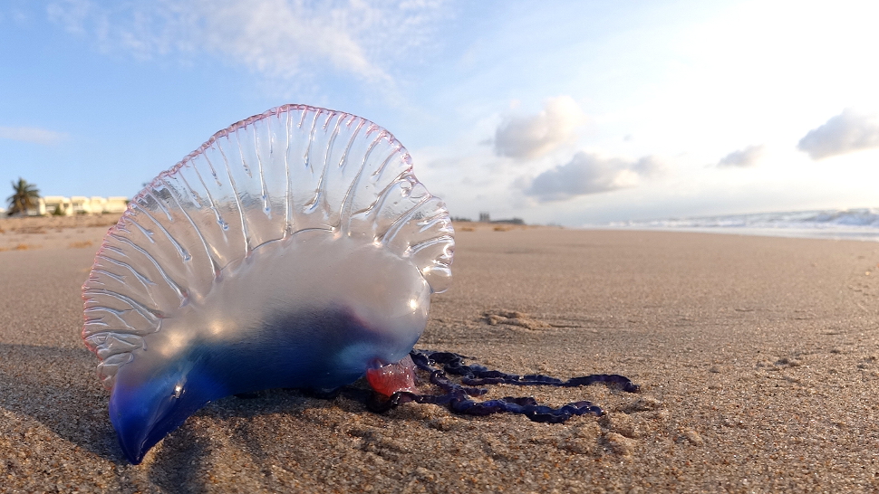 What to Do if You Get Stung by a Bluebottle - Greg Keily Chemist