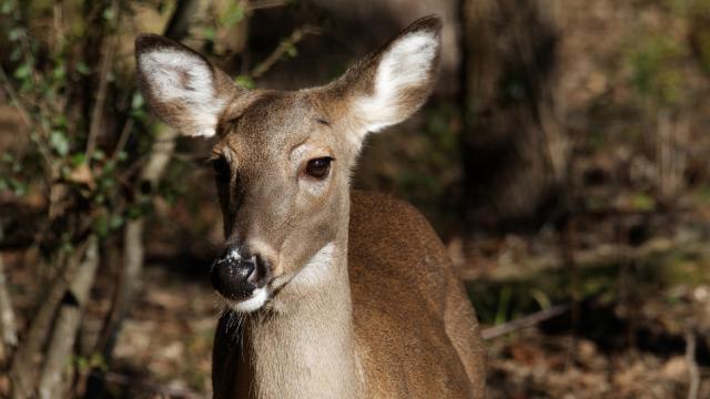A Deer Was Caught Gnawing On Human Remains And The End Is Nigh
